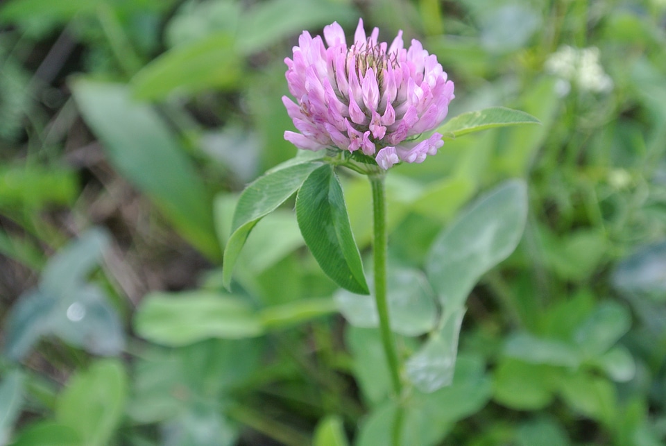 Grass flower meadow green