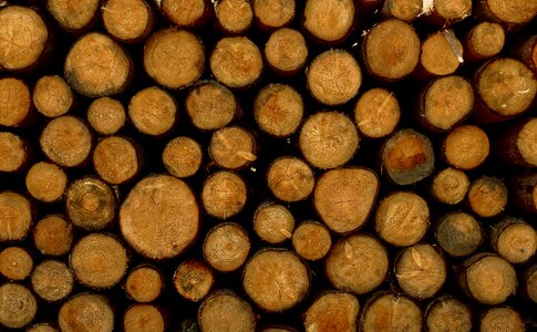 Strains tree log