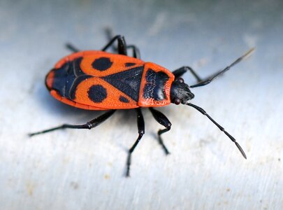 The beetle macro worm