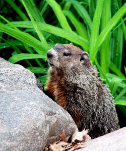 Wildlife wild