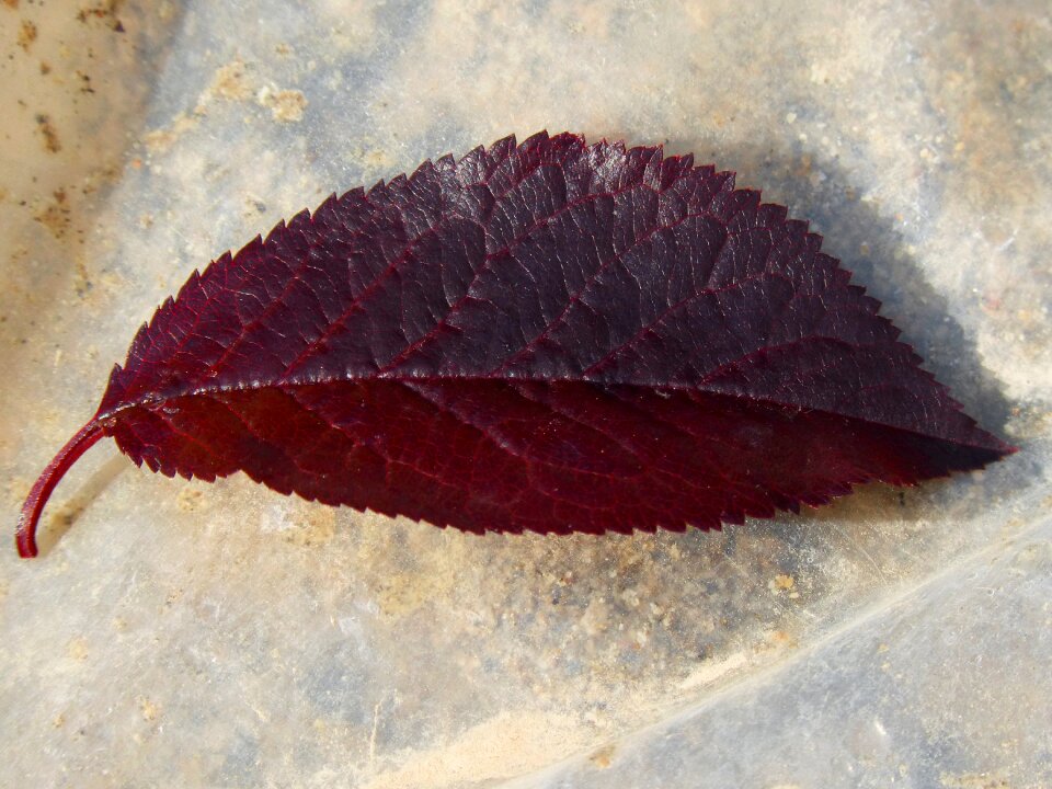 Plum leaf red leaf obverse