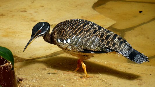 Plumage water bird animal