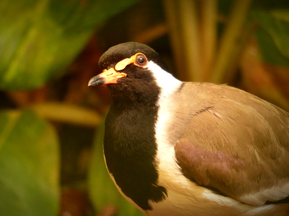 Bill animal world poultry