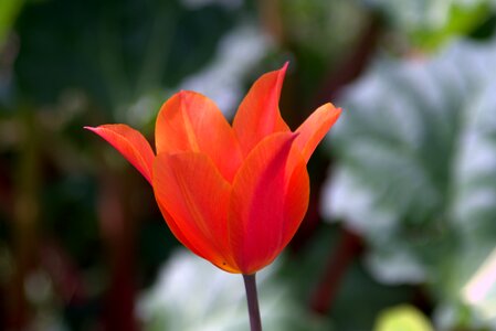 Jagged tulip spring nature