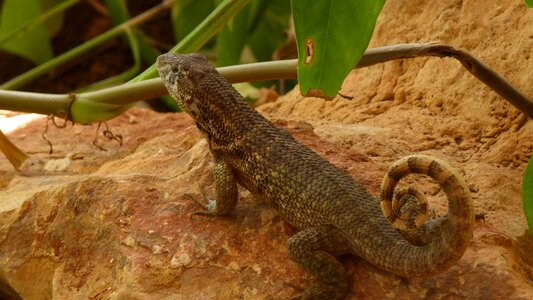 Reptile scale creature