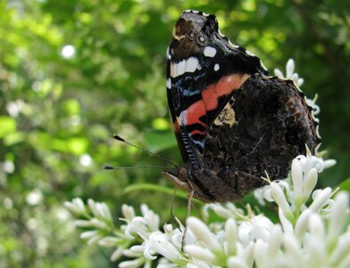 Nature spring wings photo