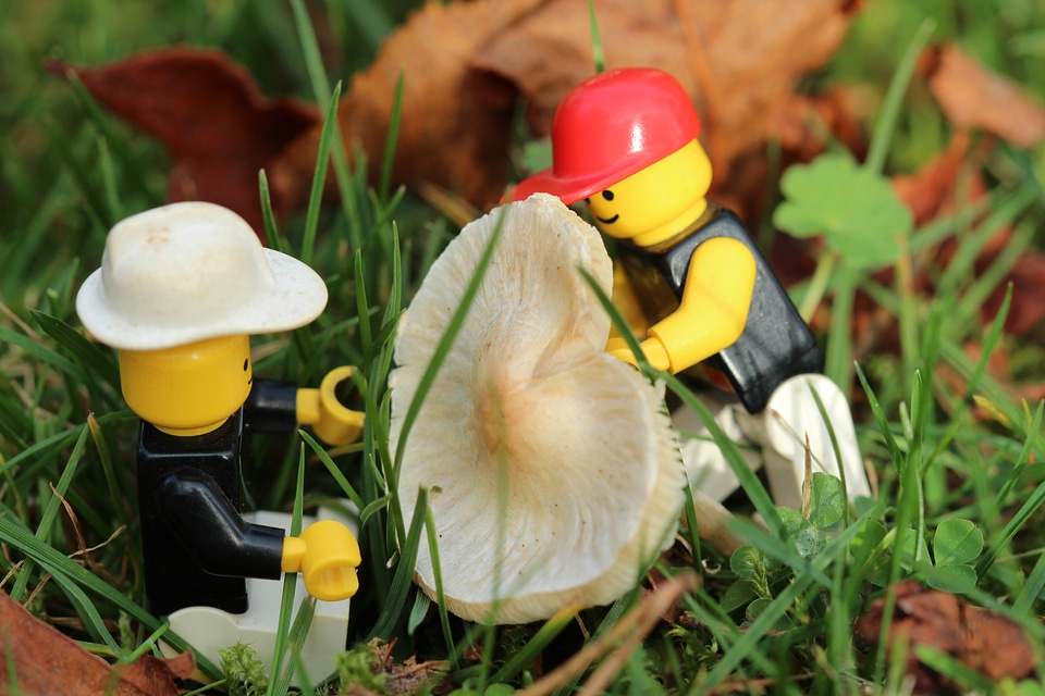 Gardener mushroom garden