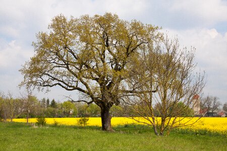 Landscape quercus german oak photo