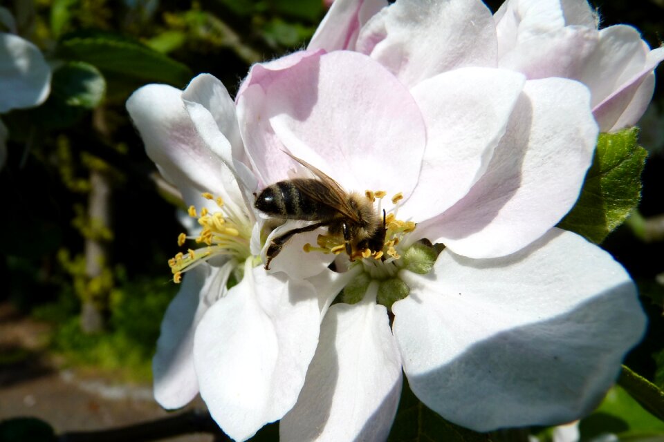 Blossom bloom spring
