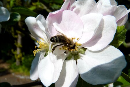 Blossom bloom spring