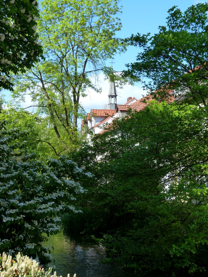 Detmold romance trees