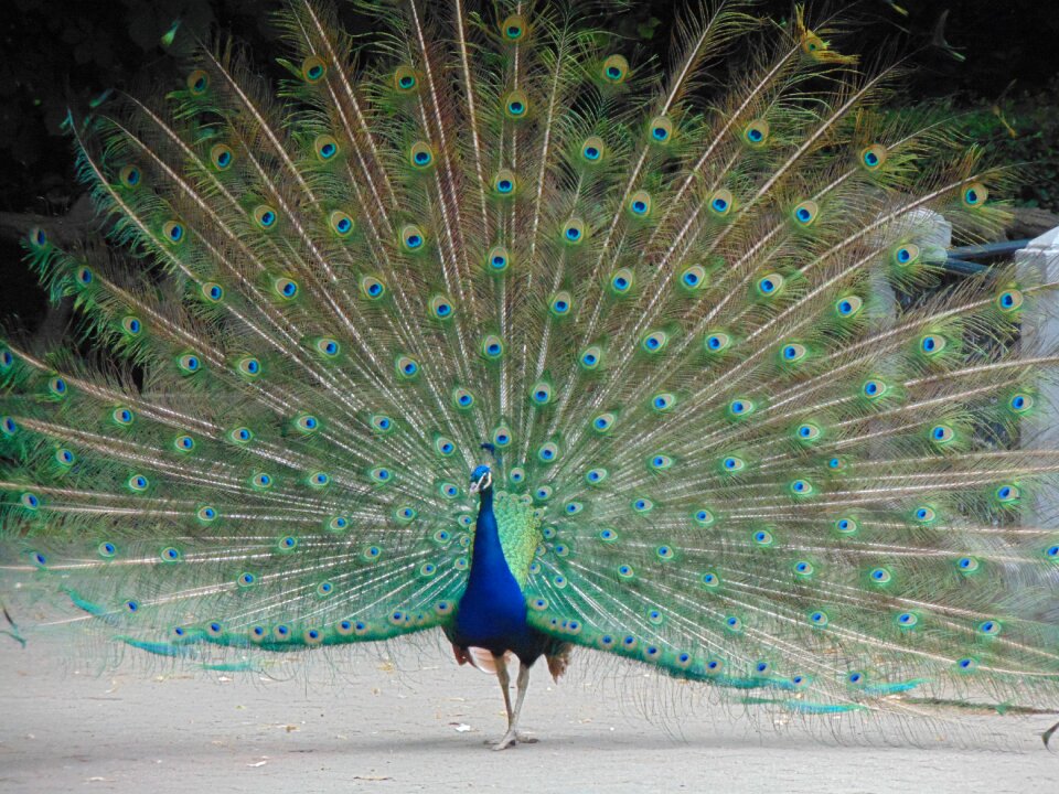 Turkey royal valladolid