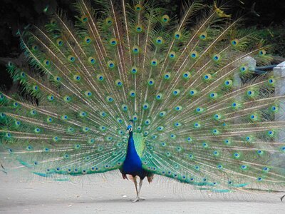Turkey royal valladolid