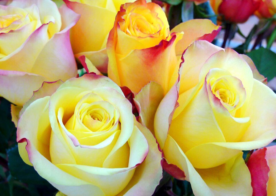 Flowers yellow gift