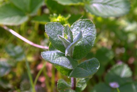 Herb green herbs photo