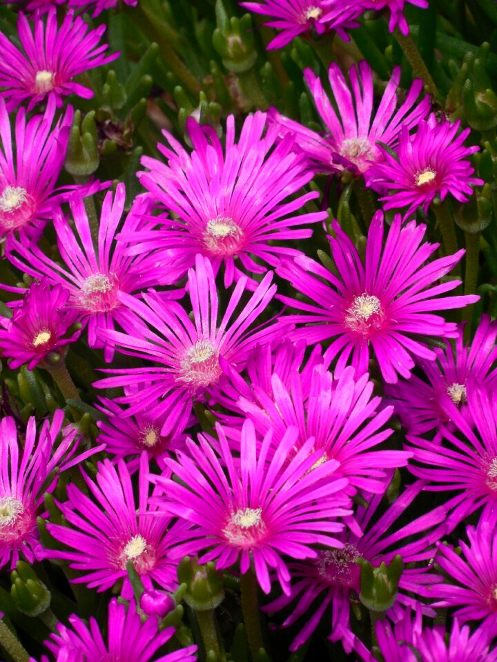 Plant flower spring