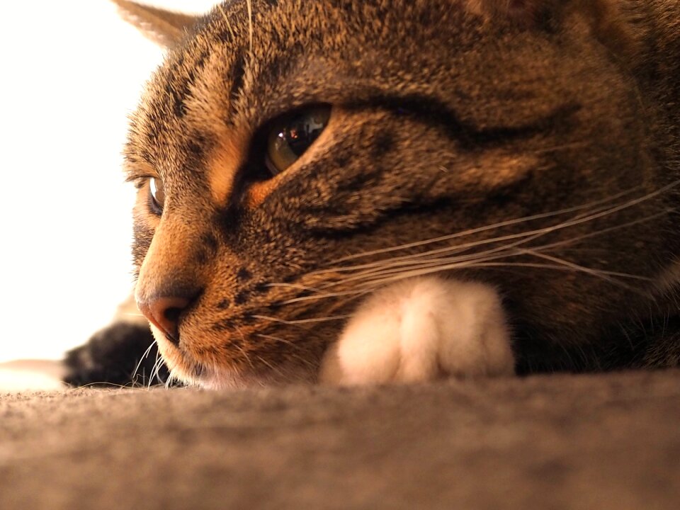 Eyes paws female