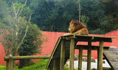 Lion curitiba brazil photo