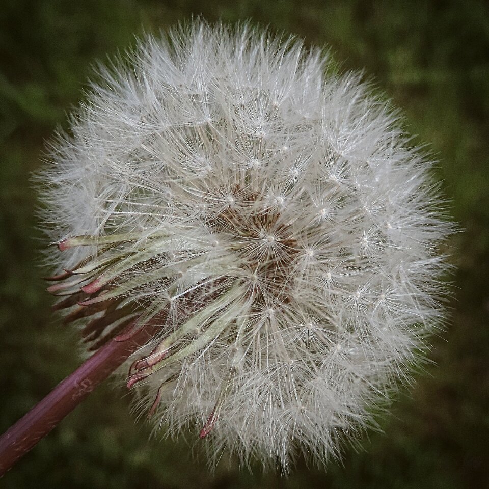 Dandelion spring nature