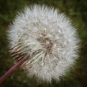 Dandelion spring nature