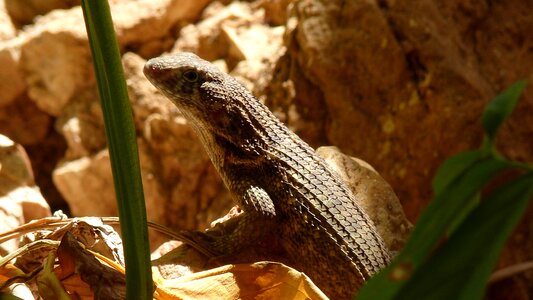 Lizard iguana scaly photo