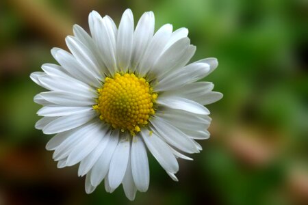 White spring lawn flower photo