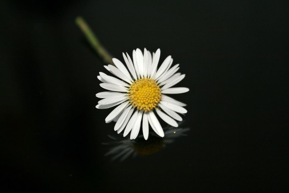 Flower plant yellow