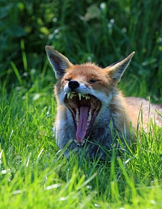 Wildlife red red fox photo