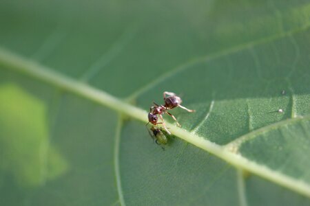 Insects dialogue green talk