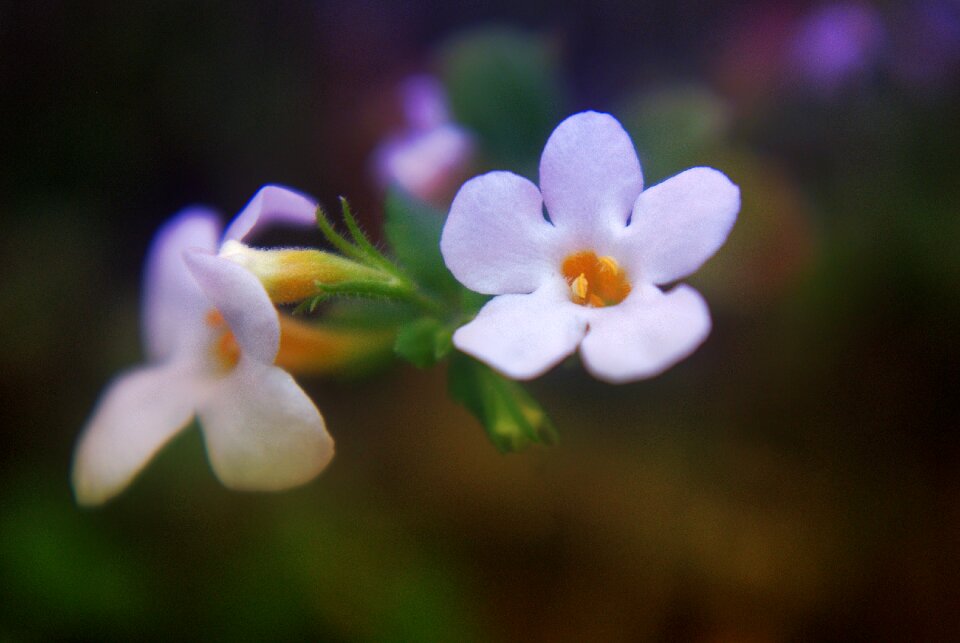Bloom garden white