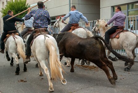 Horses feria riders photo