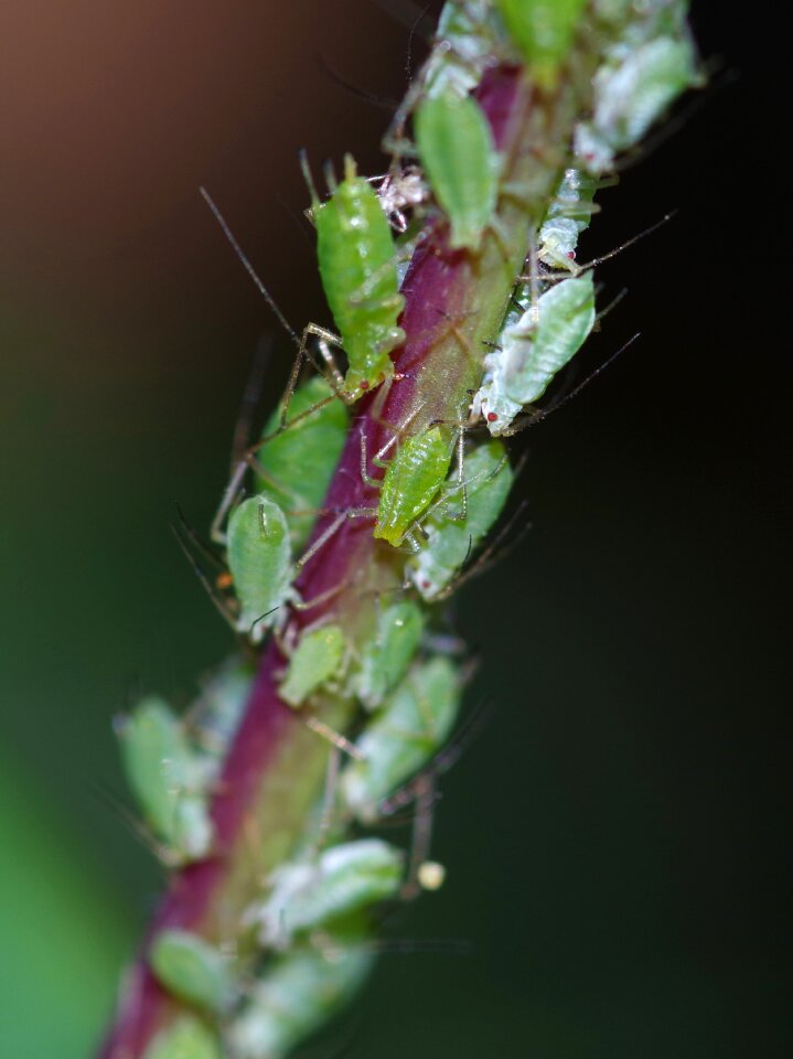 Overcrowding busy macro photo