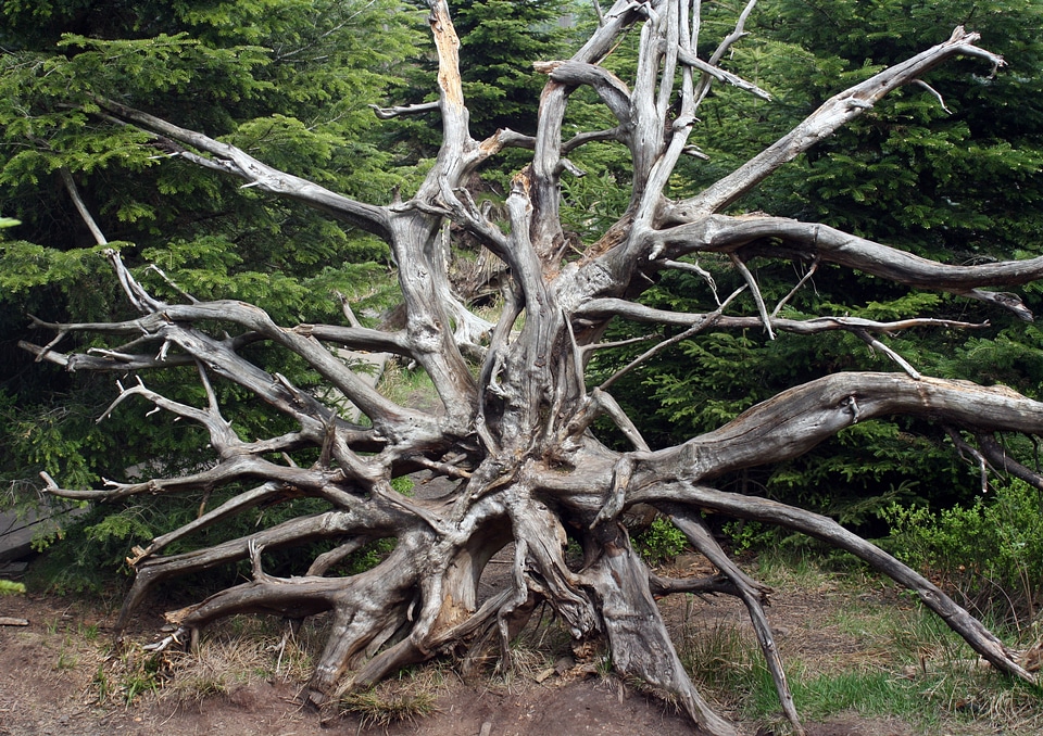 Black forest overturned wind