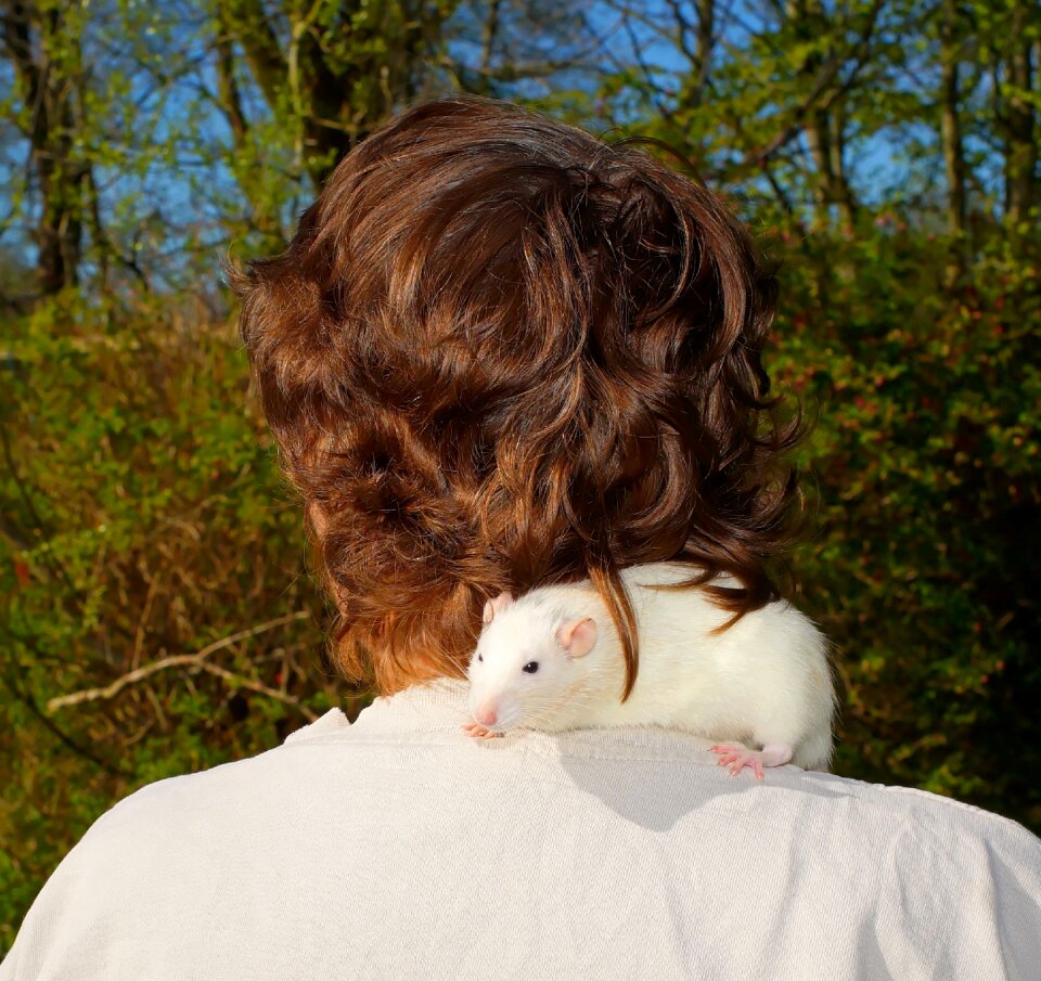 Rat trustful curious