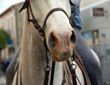 Horse jumper nostrils photo