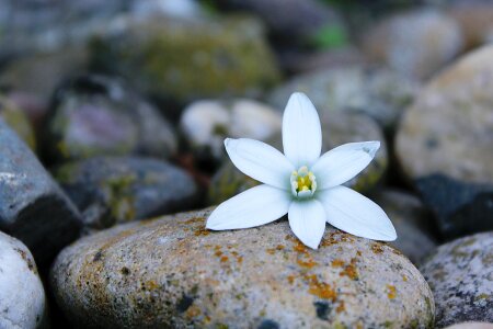 White background white flower