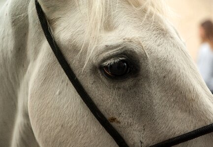 Camargue horse gardian