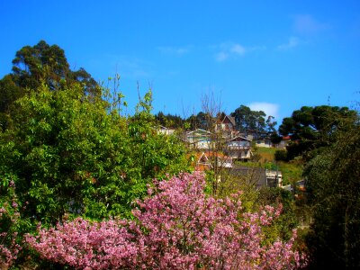 Pink flowers mountain houses