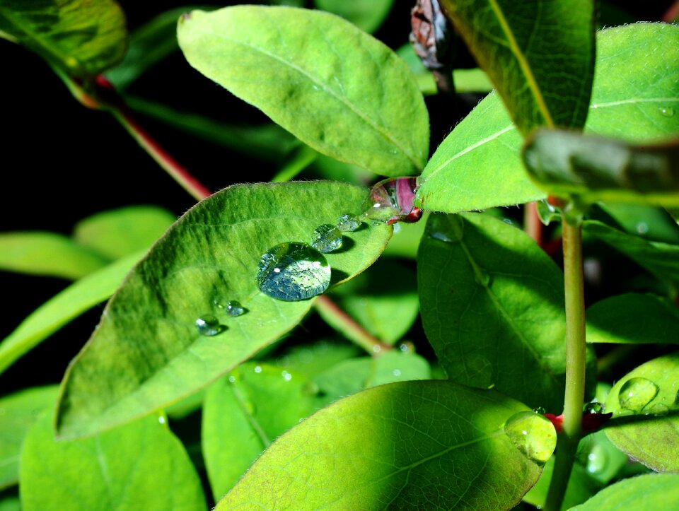 Feather after the rain drops