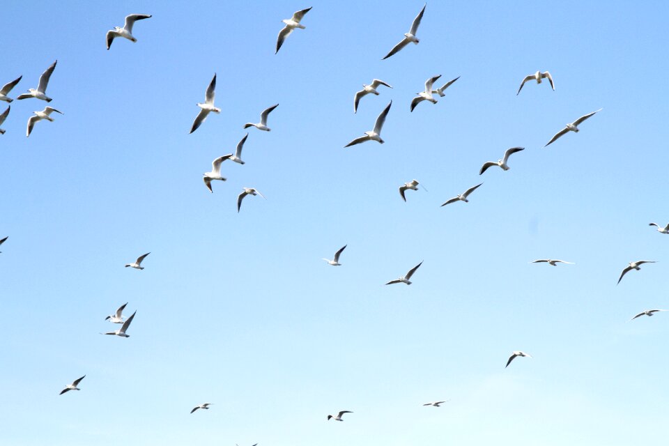 Bird blue sky
