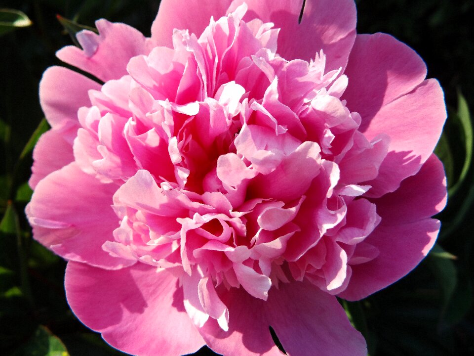 Bloom flower pentecost rosengewächs