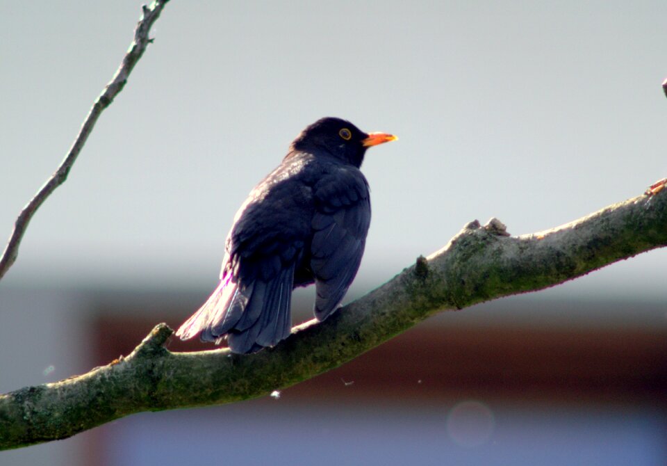 Yellow beak branch castle