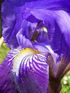 Iris petals macro photo