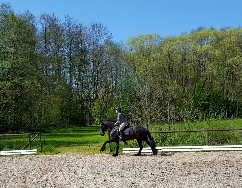 Equestrian rap horse