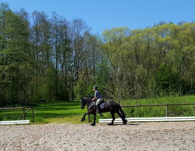 Equestrian rap horse