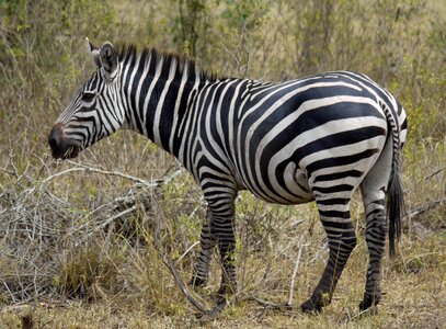 Stripes wild animal wildlife photo