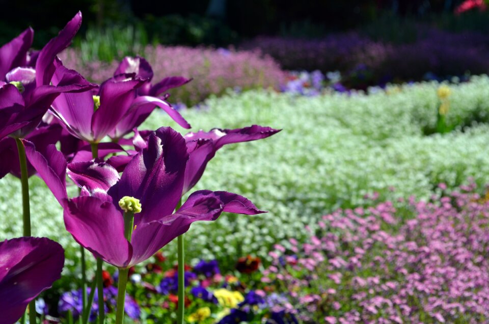 Planting bed spring