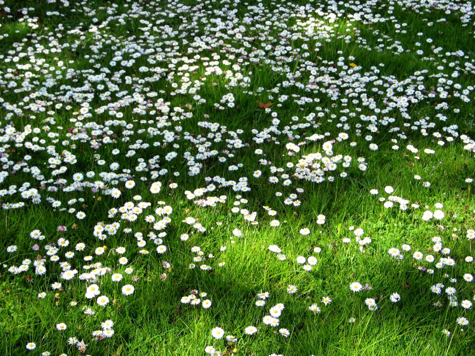 Daisy dandelion wildflowers