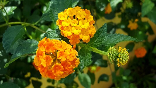Orange petals ageratum blooming