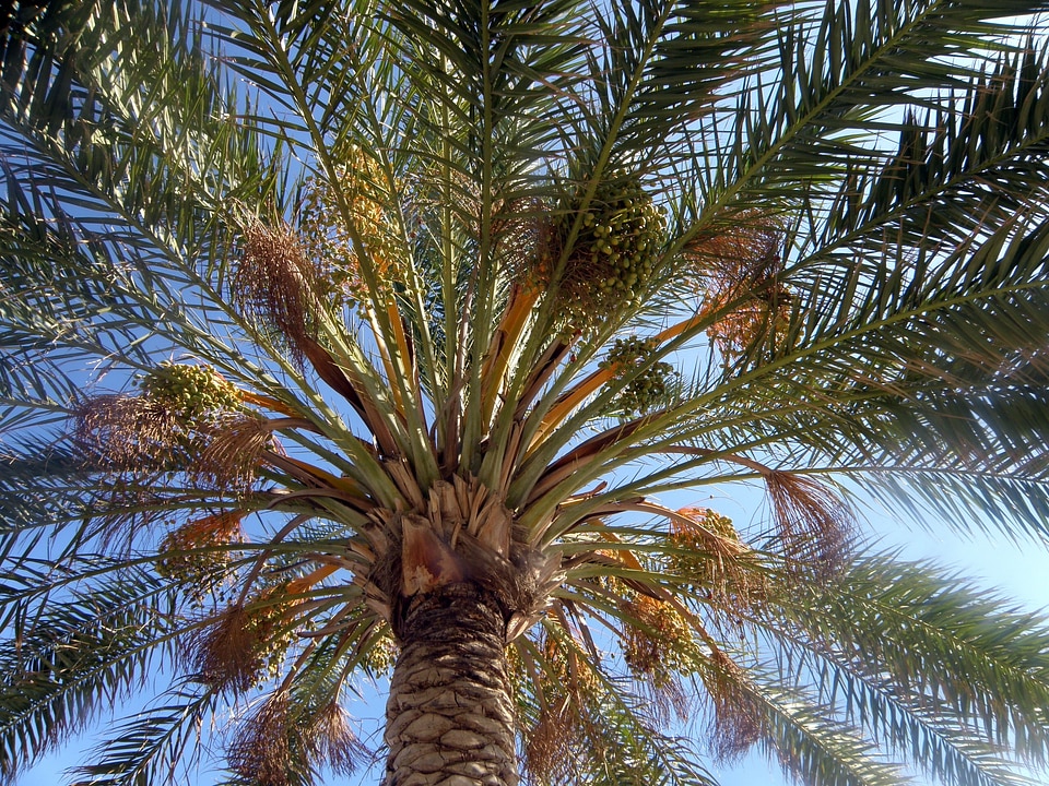 Summer tropical palm tree